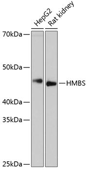 HMBS Rabbit mAb