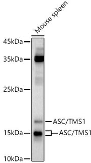 ASC/TMS1 Rabbit pAb