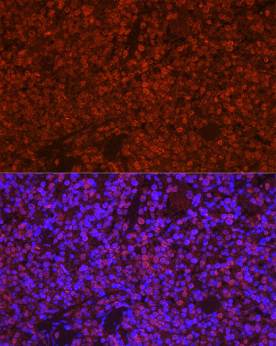 ASC/TMS1 Rabbit pAb
