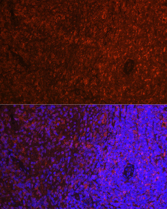 ASC/TMS1 Rabbit pAb