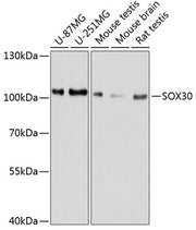 SOX30 Rabbit pAb