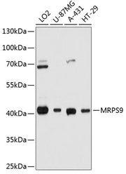 MRPS9 Rabbit pAb