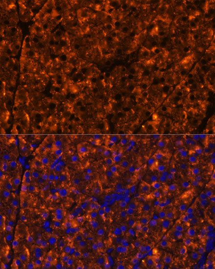 SERPINI2 Rabbit pAb