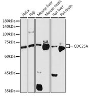 CDC25A Rabbit pAb