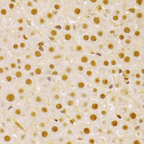 CDC25A Rabbit pAb