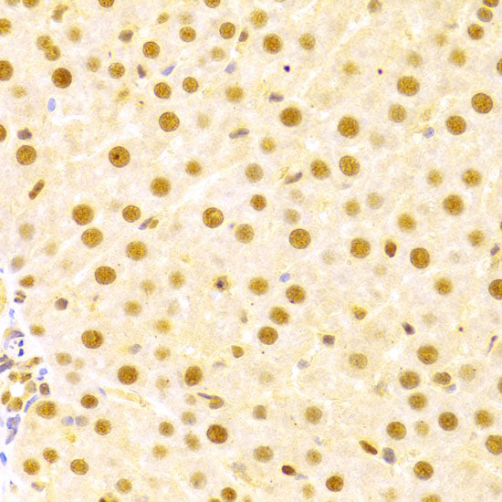 CDC25A Rabbit pAb