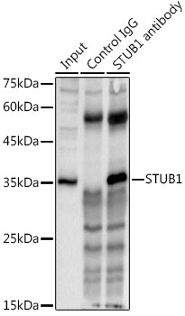 STUB1 Rabbit pAb