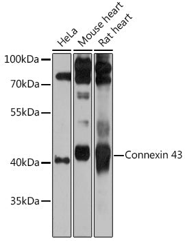Connexin 43 Rabbit pAb