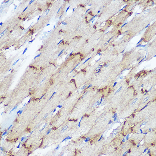 Connexin 43 Rabbit pAb