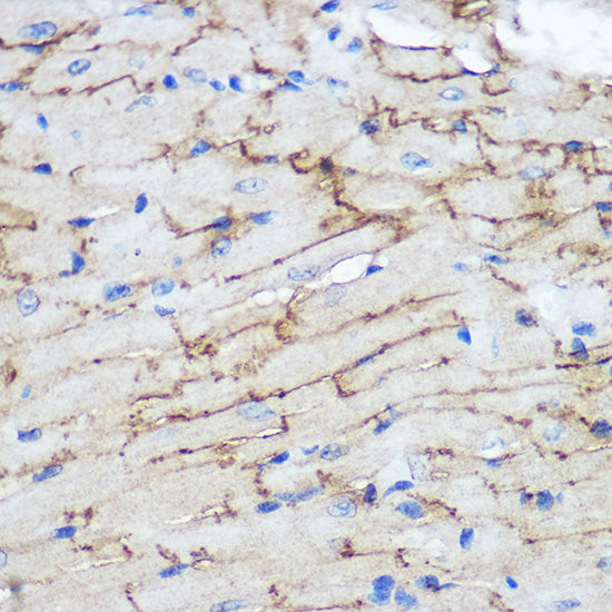 Connexin 43 Rabbit pAb