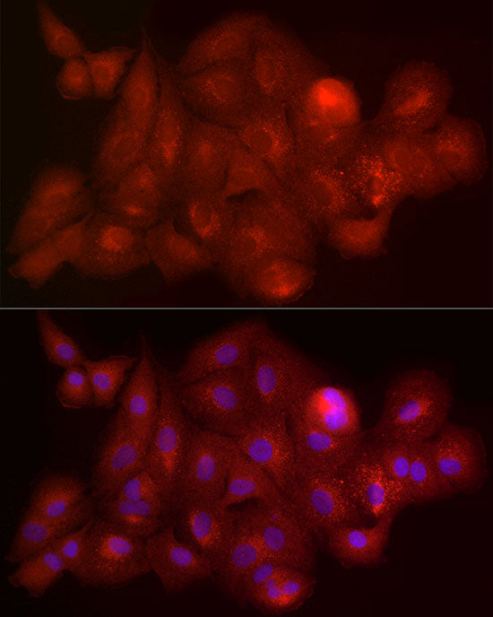 Connexin 43 Rabbit pAb