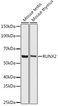 RUNX2 Rabbit mAb