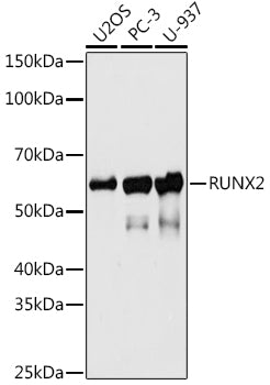 RUNX2 Rabbit mAb