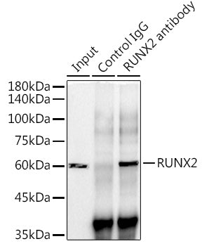 RUNX2 Rabbit mAb