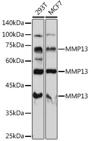 MMP13 Rabbit pAb
