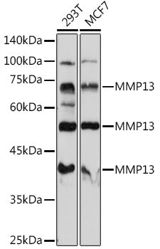 MMP13 Rabbit pAb