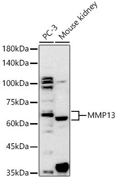 MMP13 Rabbit pAb