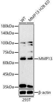 MMP13 Rabbit pAb