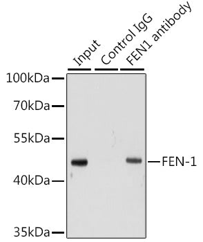 FEN-1 Rabbit pAb