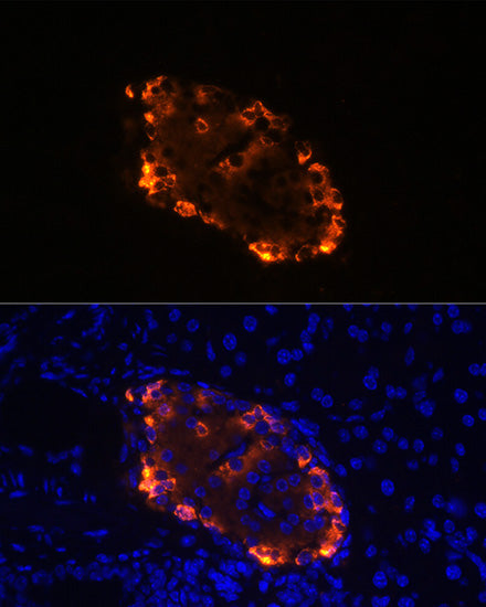 Glucagon Rabbit mAb