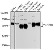 Catalase Rabbit pAb