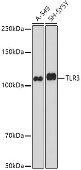 TLR3 Rabbit pAb