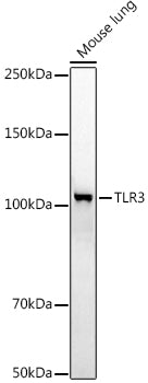 TLR3 Rabbit pAb