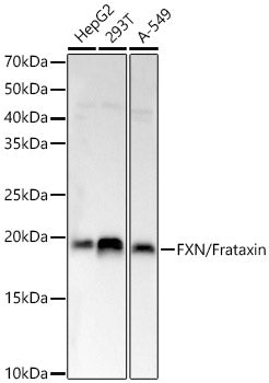 FXN / Frataxin Rabbit pAb