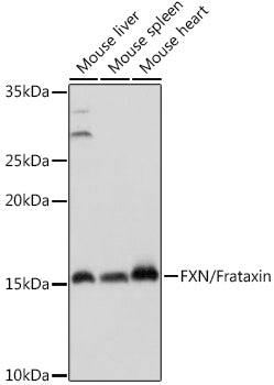 FXN / Frataxin Rabbit pAb