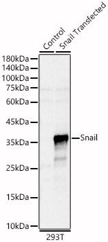 Snail Rabbit pAb