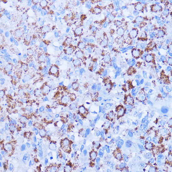 ISG15 Rabbit pAb