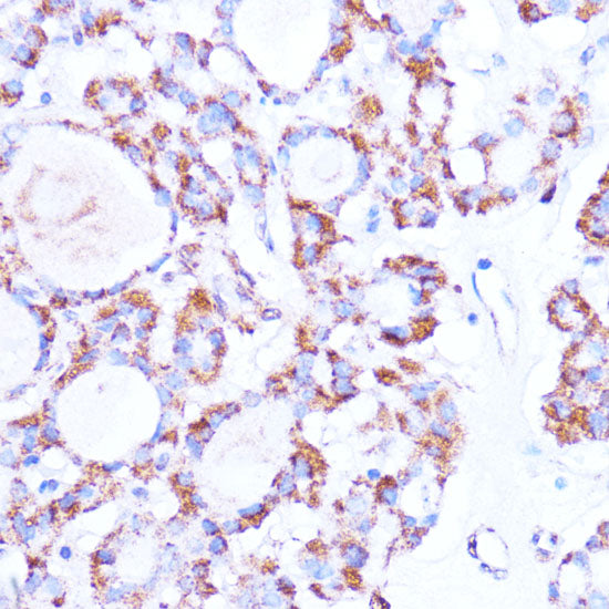 ISG15 Rabbit pAb