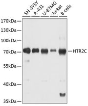 HTR2C Rabbit pAb