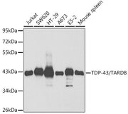 TDP-43/TARDBP Rabbit pAb