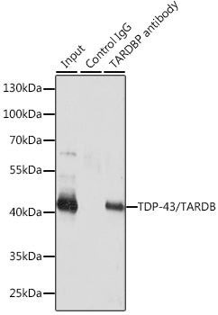 TDP-43/TARDBP Rabbit pAb