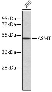 ASMT Rabbit pAb
