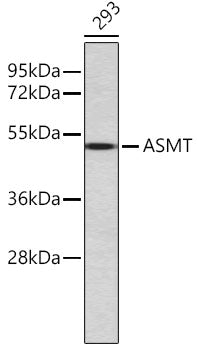 ASMT Rabbit pAb