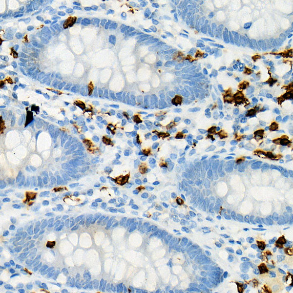 CD8A Rabbit pAb