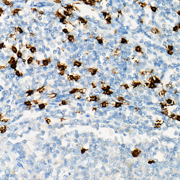 CD8A Rabbit pAb