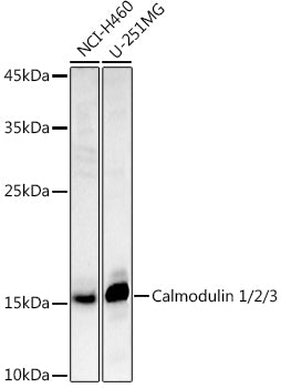 Calmodulin 1/2/3 Rabbit pAb