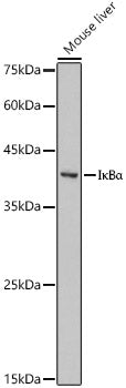 IκBα Rabbit pAb