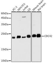 CDC42 Rabbit pAb