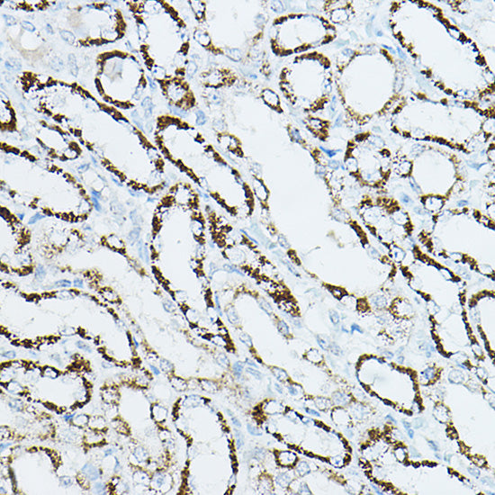 CDC42 Rabbit pAb