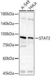 STAT3 Rabbit pAb