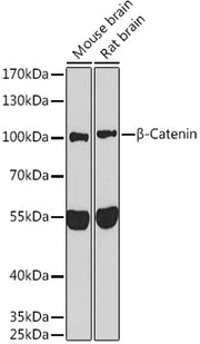 β-Catenin Rabbit pAb