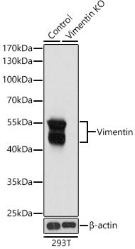 [KD Validated] Vimentin Rabbit pAb