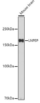 LNPEP Rabbit pAb