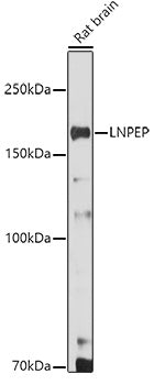 LNPEP Rabbit pAb