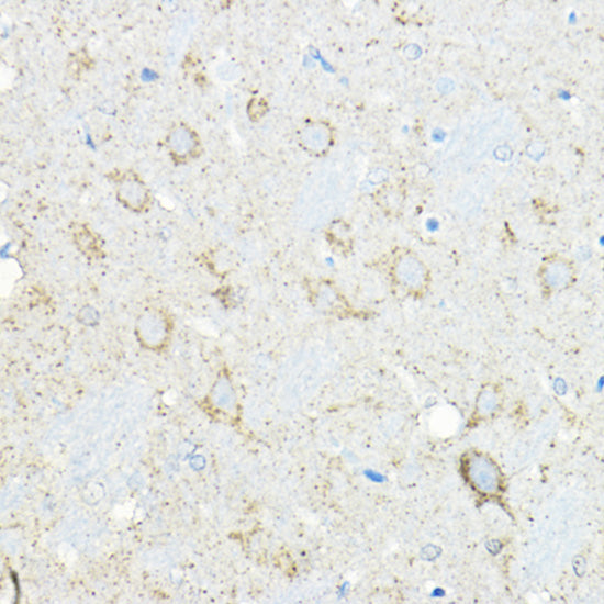 LNPEP Rabbit pAb