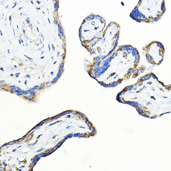 LNPEP Rabbit pAb